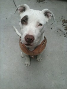 pitbull, white pitbull, henry, dog, pup, puppy, training, obedience