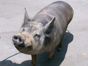 pig, rocky, gray pig, fat pig, pork, vegetarian, whole foods, trader joes