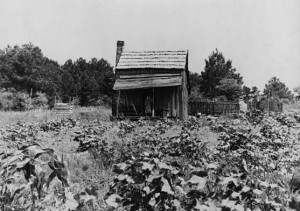 Overgrown Shack