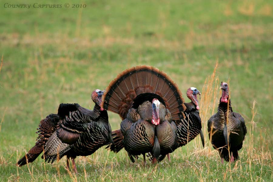 Turkeys2