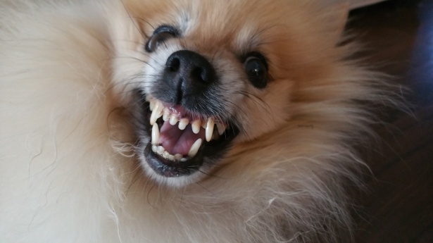 Ferocious Pom